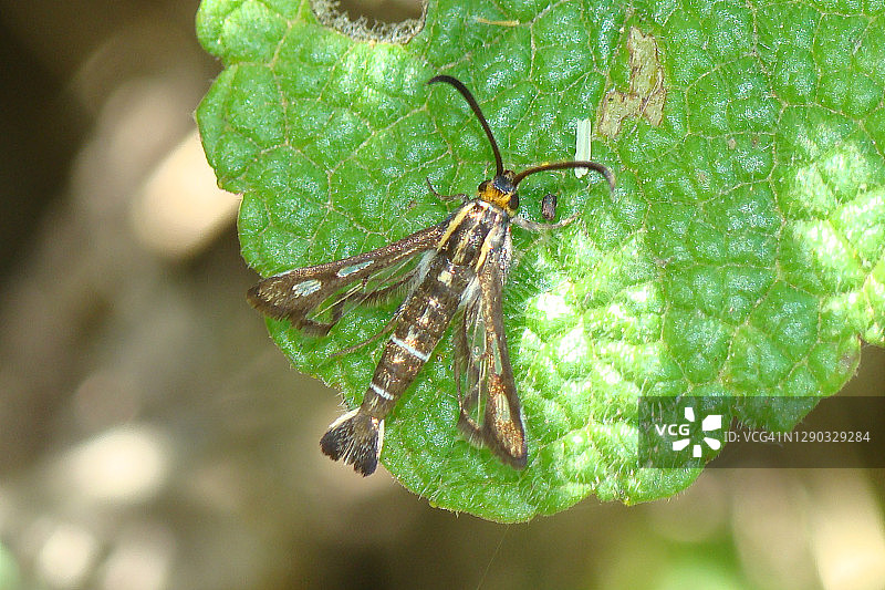 透翅蛾图片素材