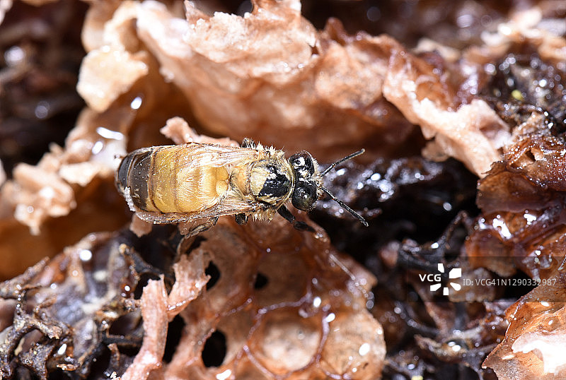 蜜蜂在破损的蜂巢上图片素材