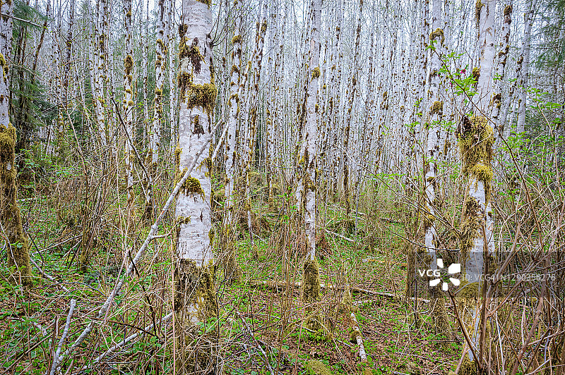华盛顿州奥林匹克半岛奎纳尔特湖附近南岸路的桦树图片素材