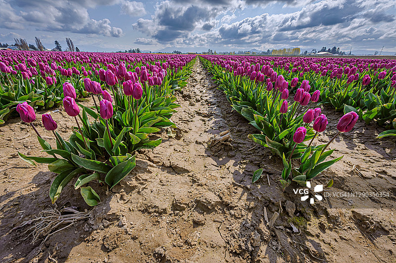 华盛顿州斯卡吉特山谷的成排紫色郁金香图片素材