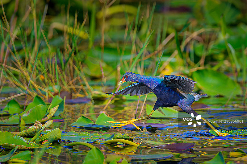 佛罗里达州大沼泽地国家公园里行走在荷叶上的紫水鸡图片素材