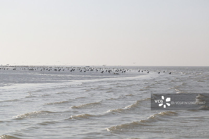 孟加拉湾岛屿上的海鸥群图片素材