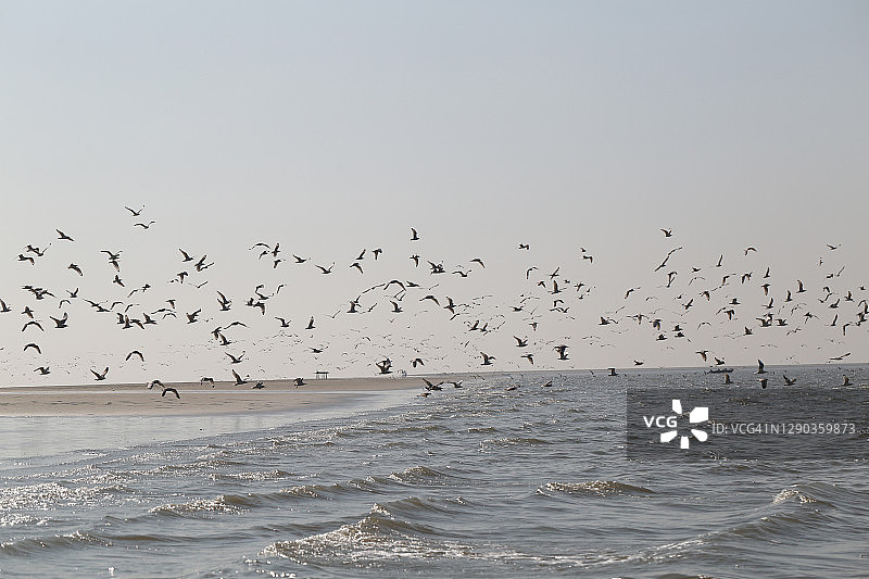 一群海鸥飞过孟加拉湾图片素材