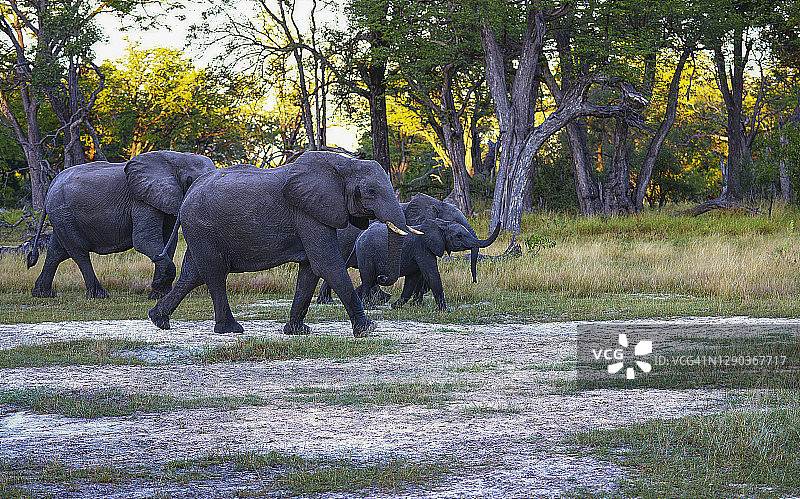 大象的家族图片素材