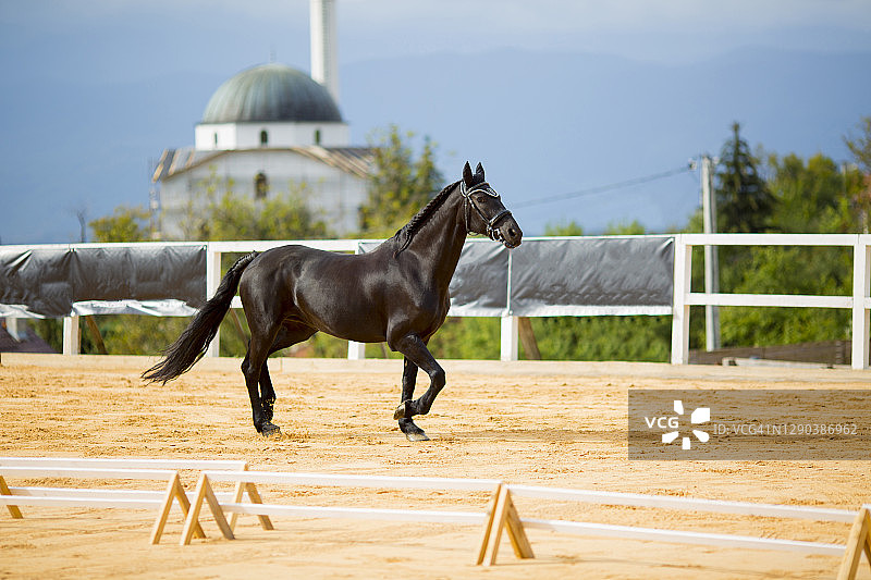 在赛马场上行走的黑马，自然天空背景图片素材