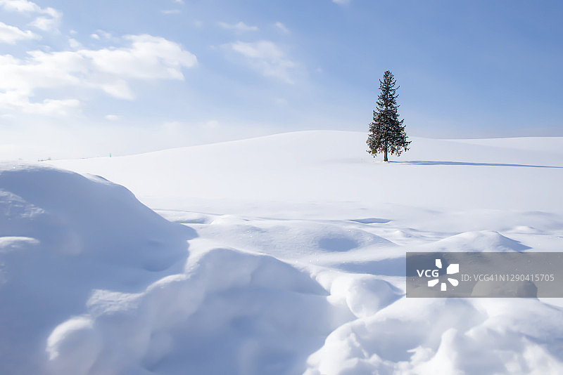北海道美瑛町雪中孤树圣诞树图片素材