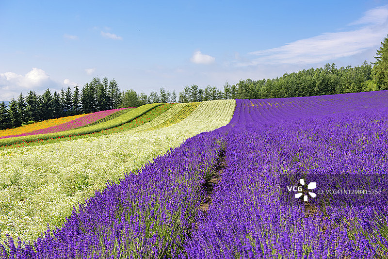 夏季日本北海道富良野富田农场薰衣草田风光图片素材