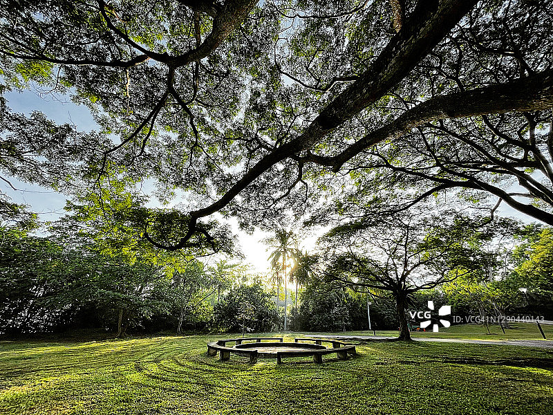 新加坡巴西立公园的绿色空间图片素材