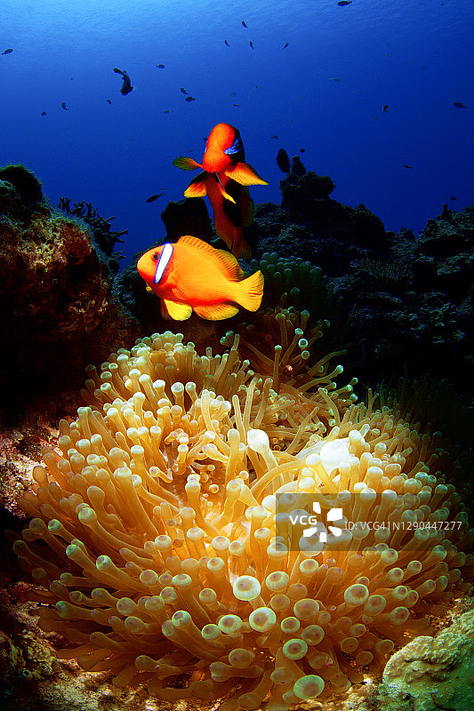 庆良间群岛的番茄海葵鱼图片素材