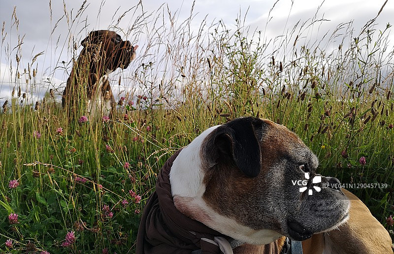 拳师犬在茂盛的夏日草丛中休息，侧视远离相机图片素材