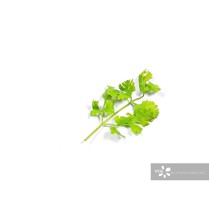 俯视：白色背景上的香菜图片素材