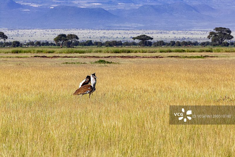 野生科里鸨图片素材