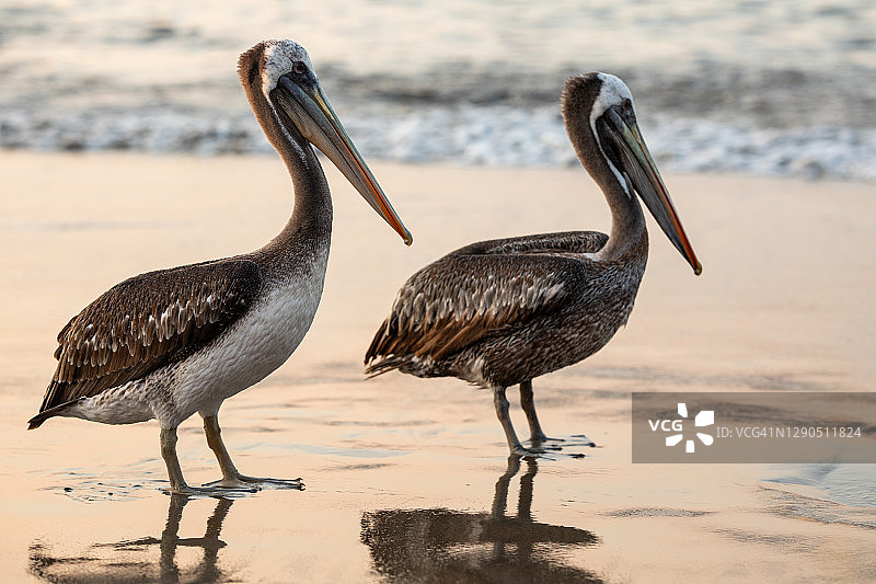 秘鲁的鹈鹕图片素材