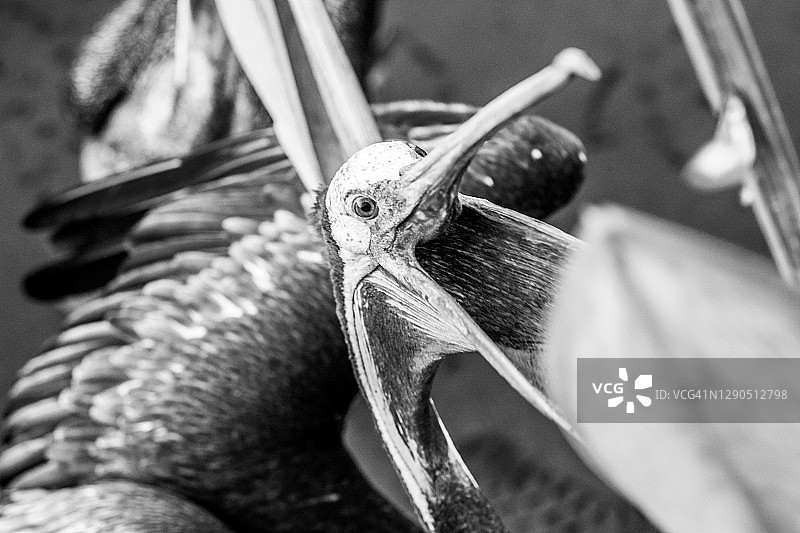 鹈鹕捕食图片素材