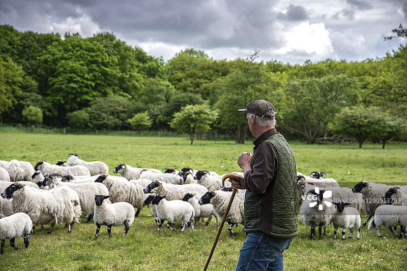 牧羊人手持牧杖驱赶羊群，背景是羊群图片素材