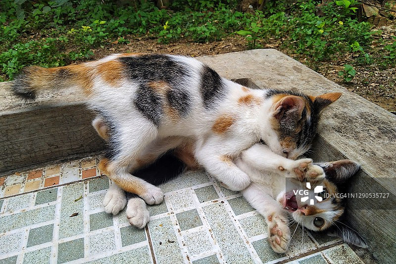 小猫摔跤图片素材