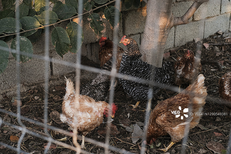 鸡和公鸡在鸡舍里图片素材