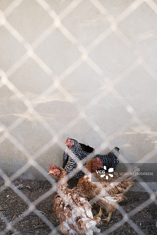 鸡和公鸡在鸡舍里图片素材