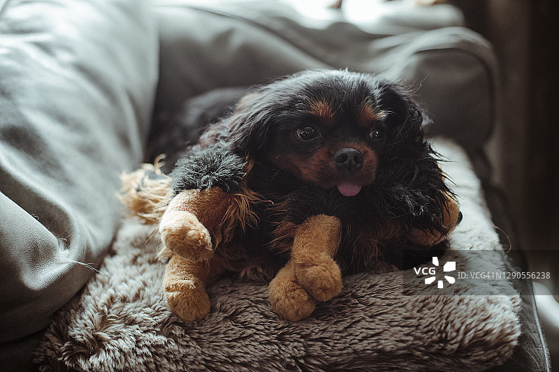 查理士王小猎犬和填充玩具图片素材