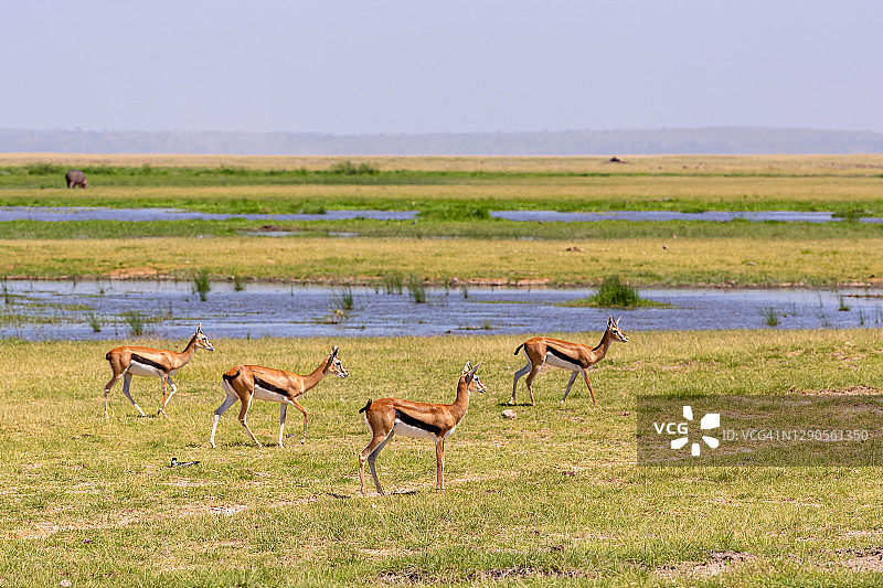 安博塞利的汤姆森瞪羚图片素材