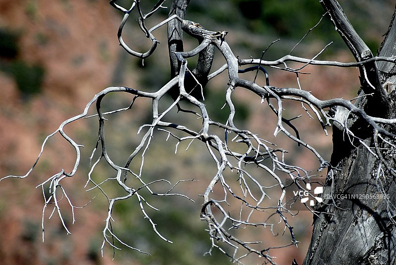 橄榄树枝图片素材
