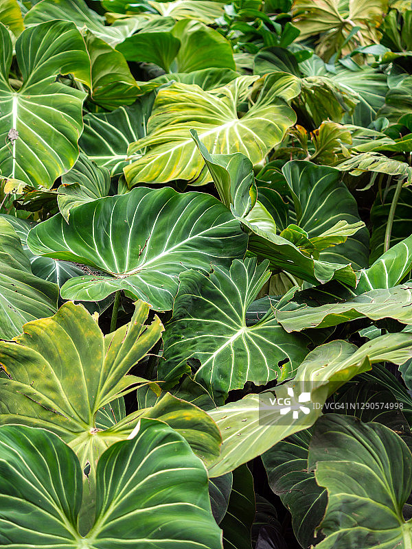 花园中具有大裂片或深缺刻叶子的蔓绿绒背景图片素材