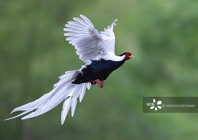 飞行鸟类：雄性白鹇图片素材