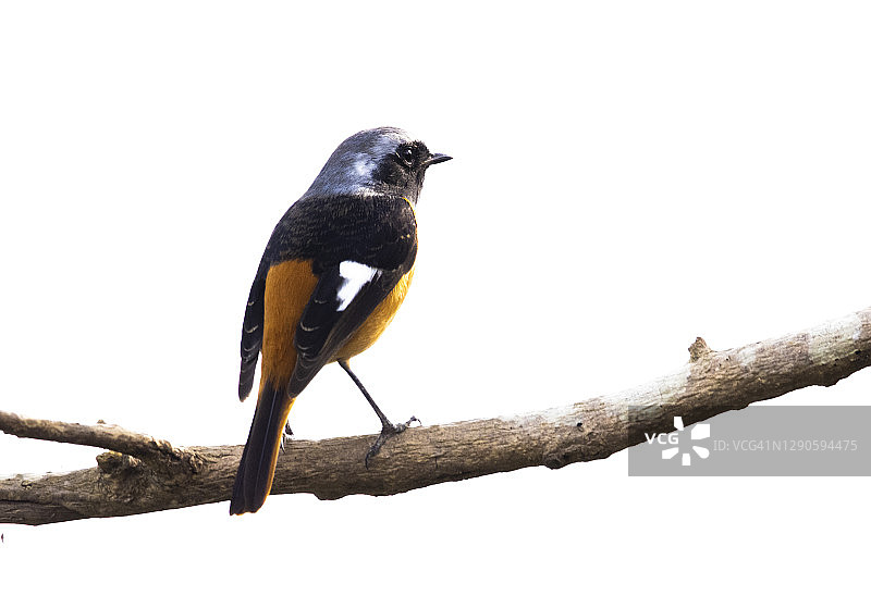 树枝上的红尾鸲图片素材