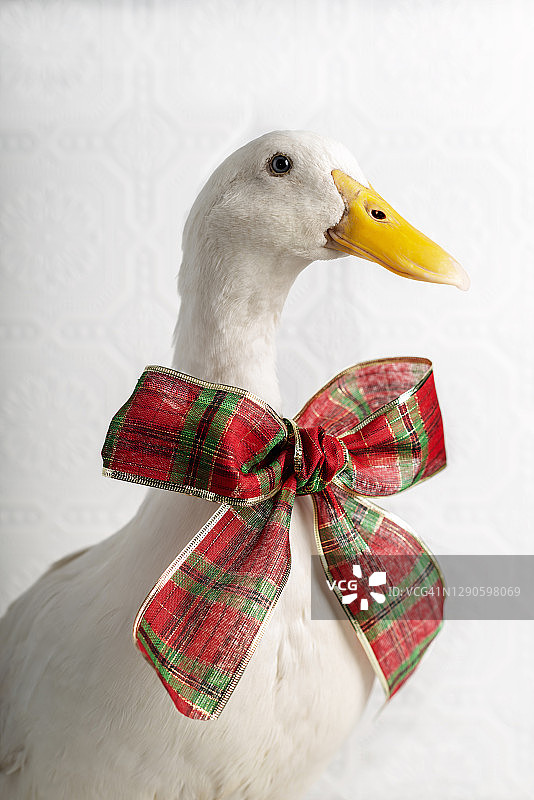 系着红色和绿色蝴蝶结的北京鸭图片素材