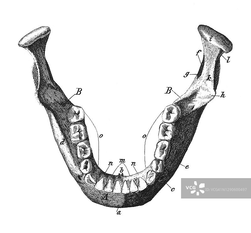 旧版雕刻插图：人头骨骼图片素材
