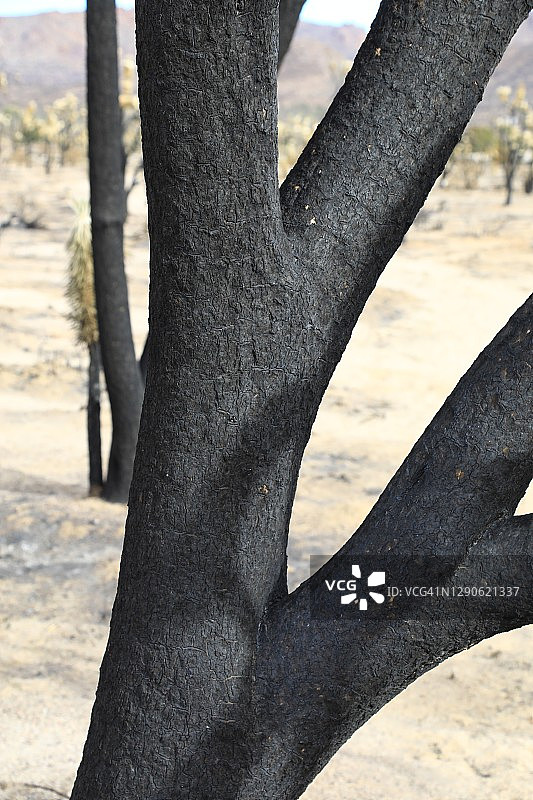 森林火灾破坏的树木图片素材