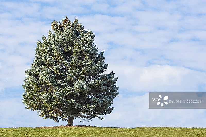 山上的蓝云杉图片素材