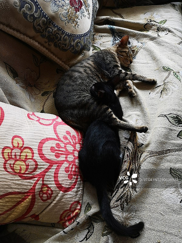 沙发上的两只猫图片素材