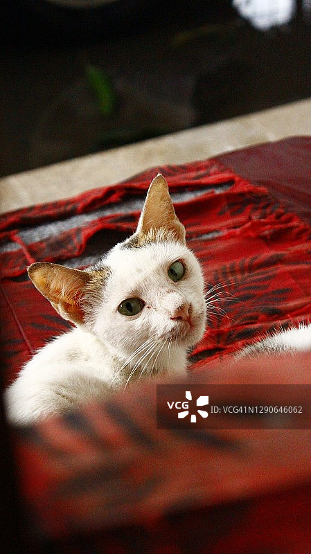 猫妈妈图片素材