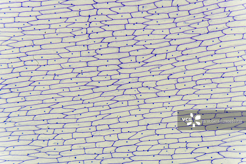洋葱表皮的显微镜视图图片素材