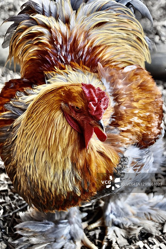 漂亮的梵天鸡图片素材