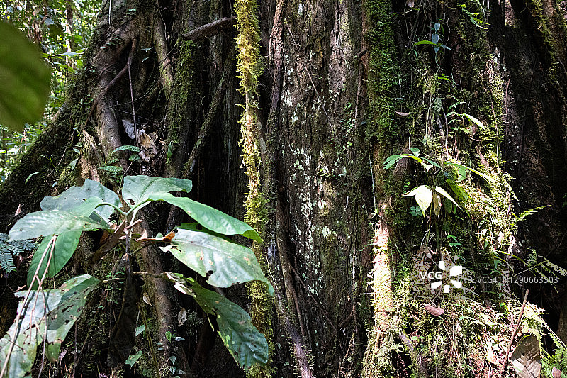 马来西亚斗湖山，树木上的附生植物图片素材
