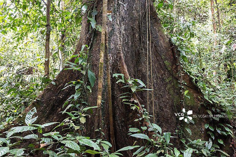 马来西亚婆罗洲热带雨林中的树根图片素材