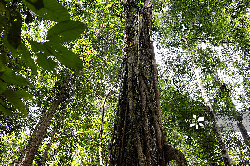 马来西亚加里曼丹岛热带雨林图片素材