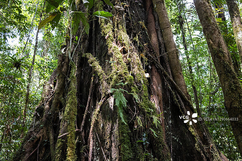 马来西亚婆罗洲热带雨林板根图片素材