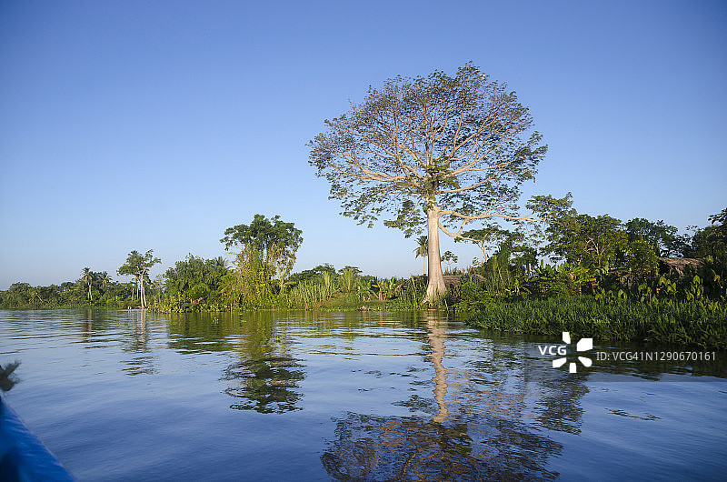 奥里诺科河中雄伟的木棉树图片素材