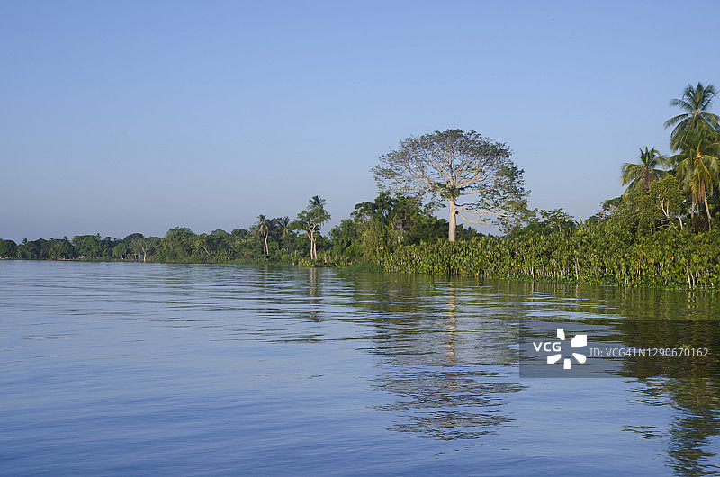 委内瑞拉奥里诺科三角洲的森林和河流图片素材