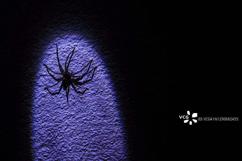 人面蜘蛛图片素材