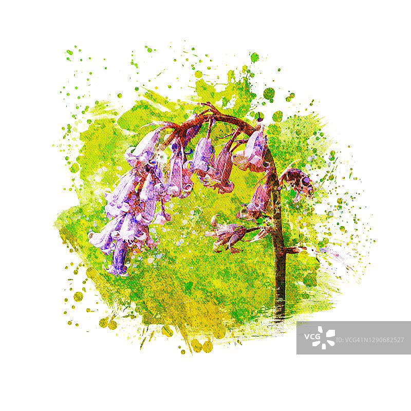 蓝铃花插画图片素材