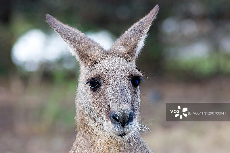 袋鼠肖像图片素材