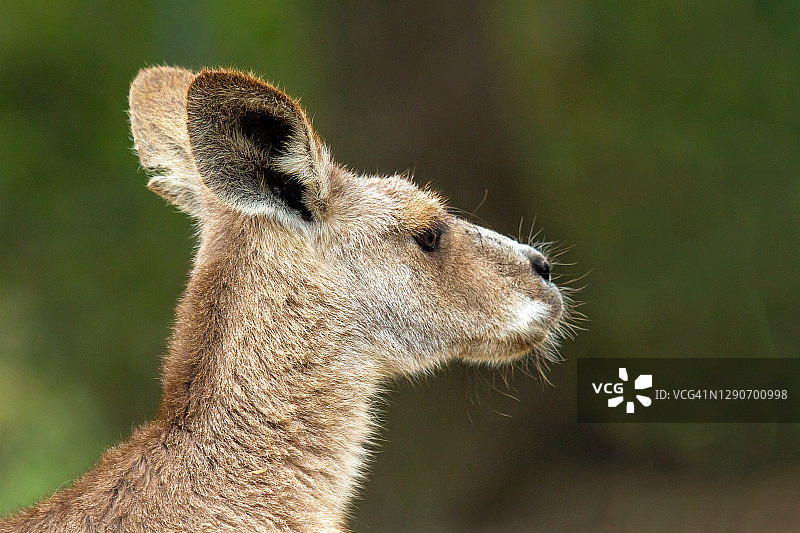袋鼠肖像图片素材