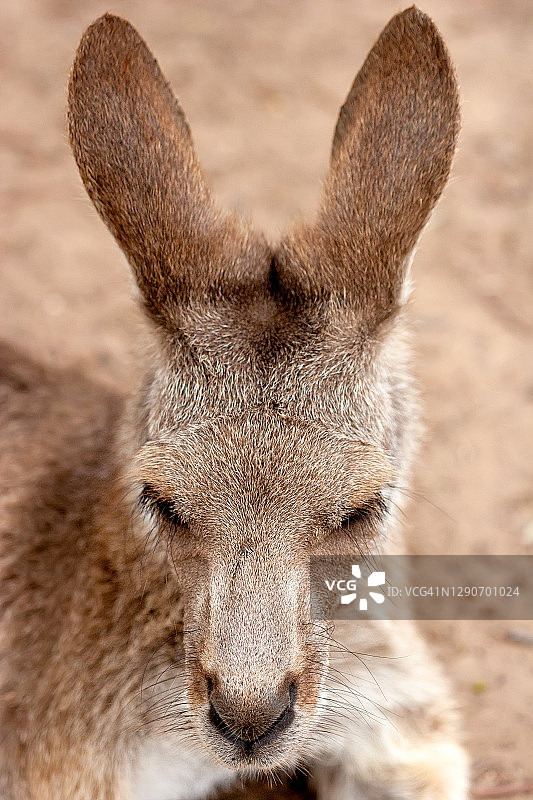 袋鼠肖像图片素材
