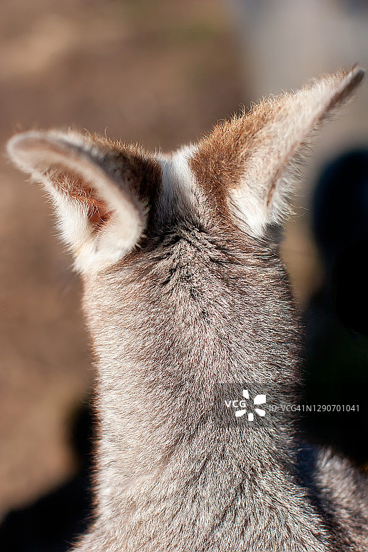 袋鼠肖像图片素材