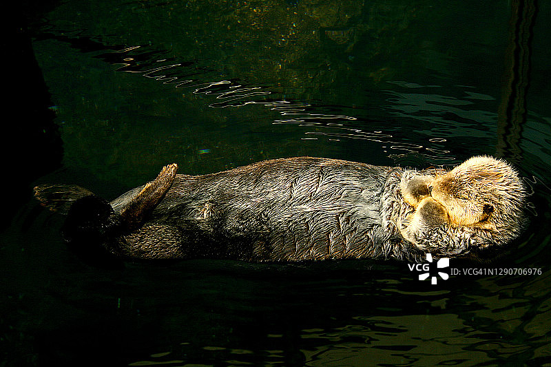 海獭图片素材