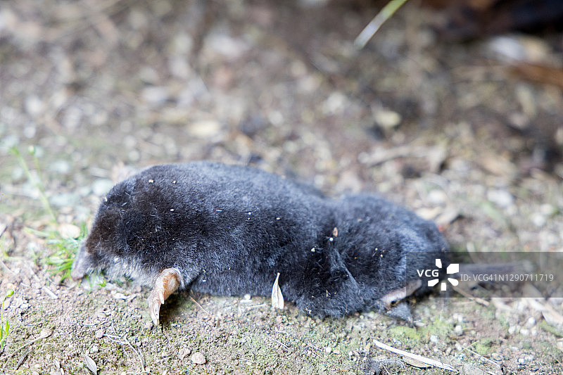 死鼹鼠图片素材